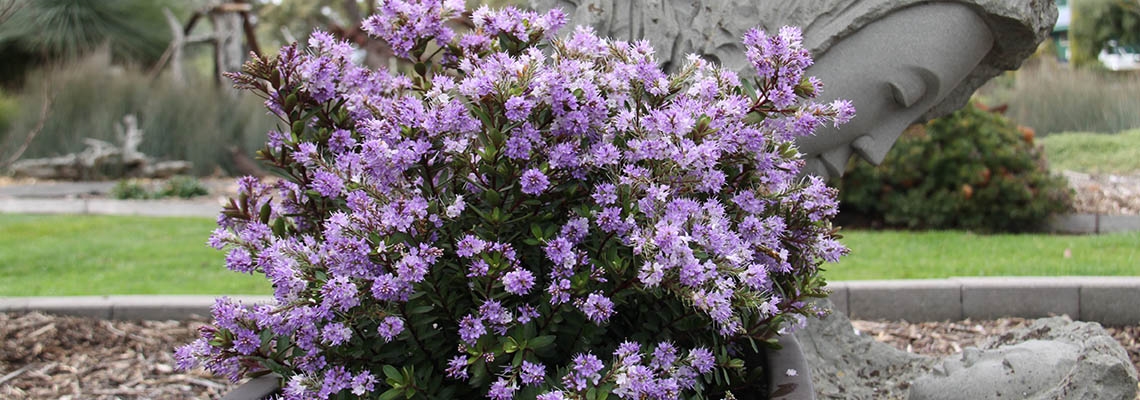 Hebe Lilac Mist 1 (6) banner.jpg